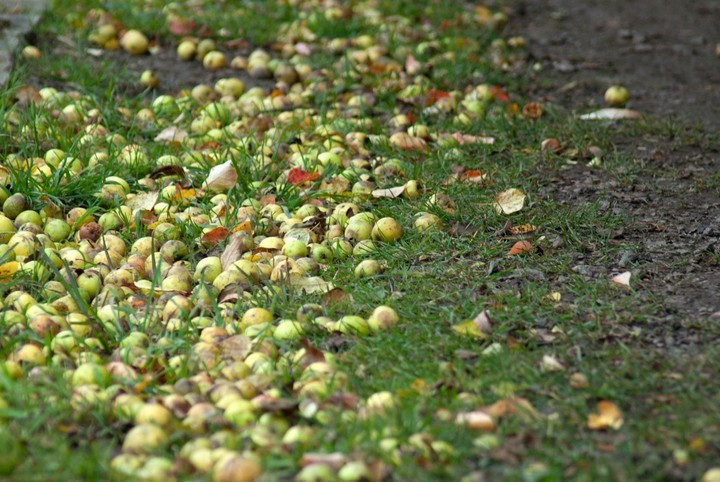 Nova zahrada - opadane plody